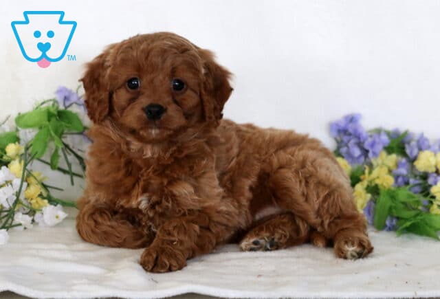 Della Cavapoo2 image
