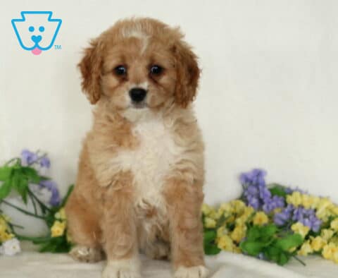 Desi Cavapoo