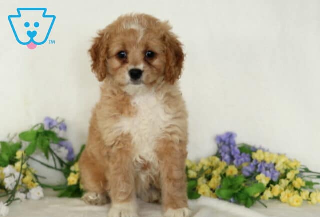 Desi Cavapoo image