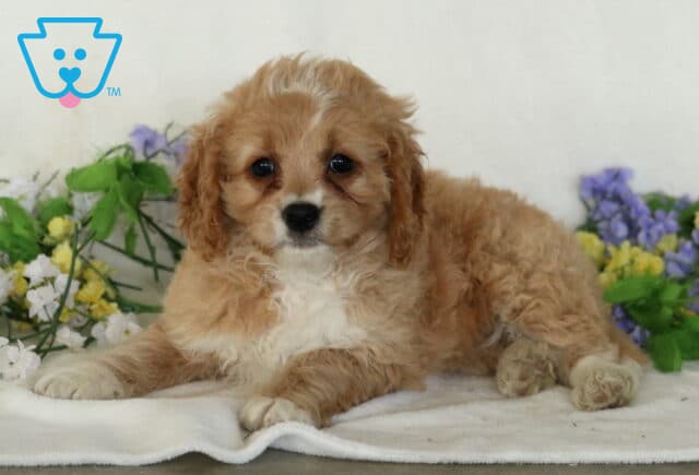 Desi Cavapoo2 image