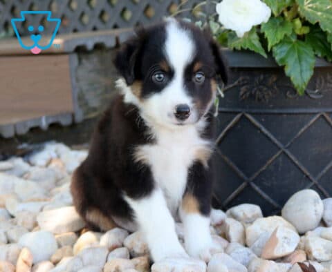 Dingo Mini Aust Shepherd