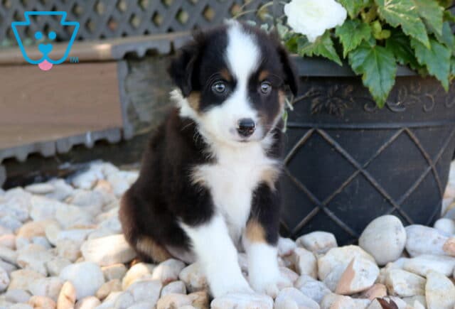 Dingo Mini Aust Shepherd image