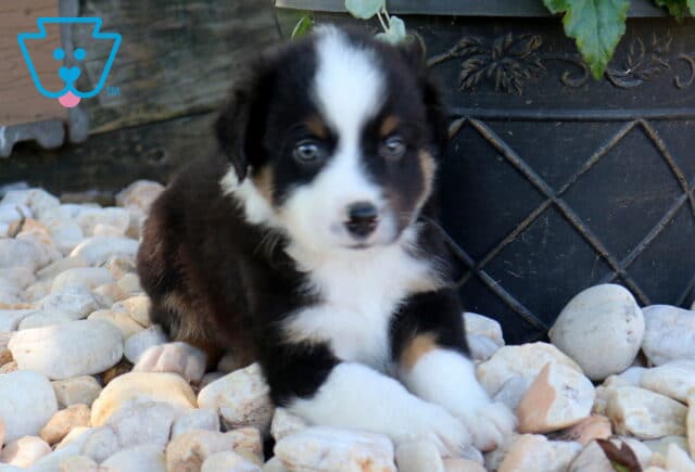 Dingo Mini Aust Shepherd2 image