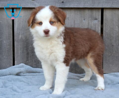 Dixie Australian Shepherd