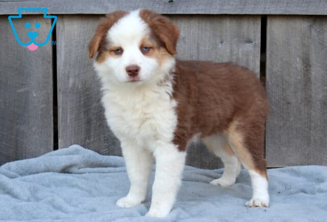 Dixie Australian Shepherd image