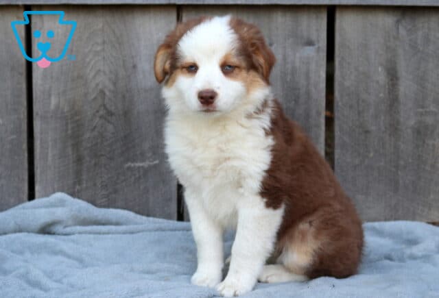Dixie Australian Shepherd2 image