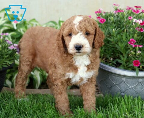 Djay Mini Goldendoodle