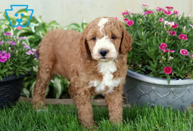 Djay Mini Goldendoodle image