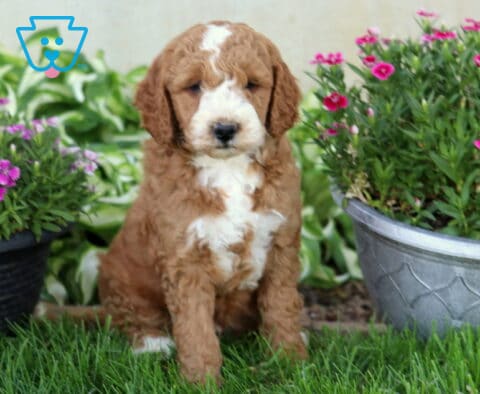 Fluffy brown and white Mini Goldendoodle puppy posing outdoors between colorful flower planters in the grass