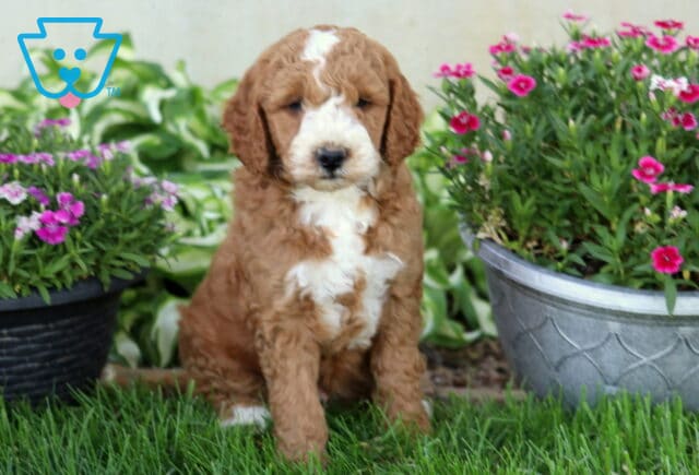 Djay Mini Goldendoodle2 image