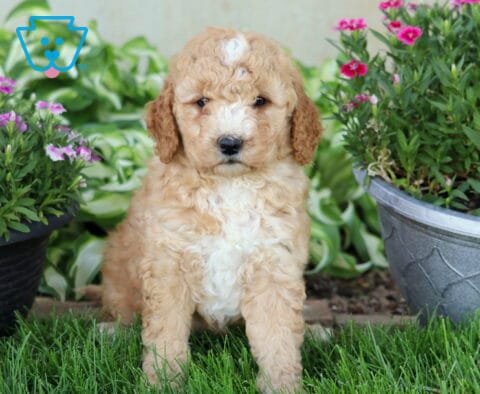 Dodger Mini Goldendoodle