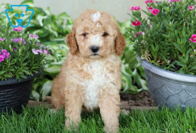 Dodger Mini Goldendoodle image