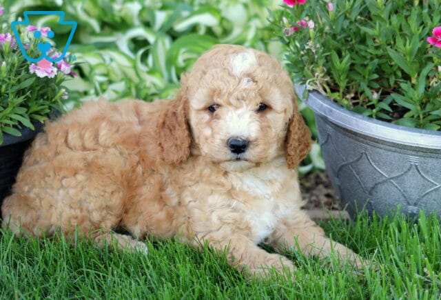 Dodger Mini Goldendoodle2 image