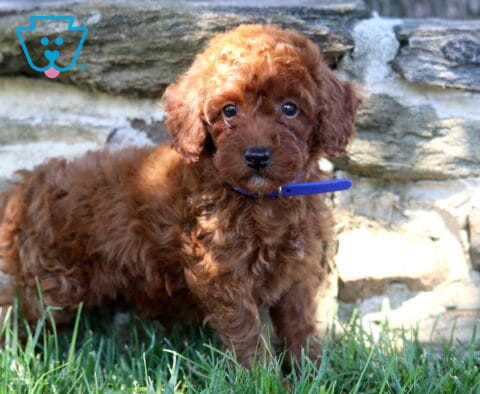 Dodger Mini Poodle