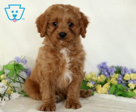 Domino Cavapoo
