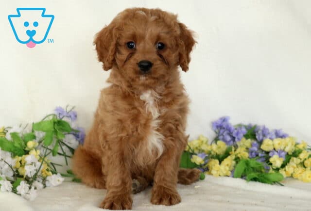 Domino Cavapoo image