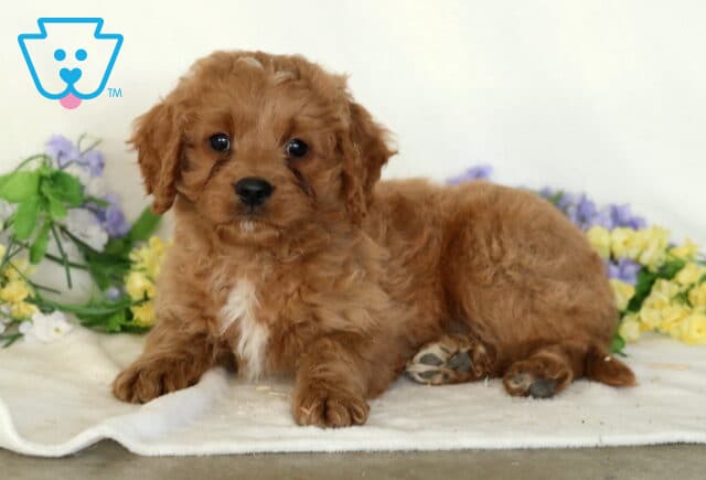 Domino Cavapoo2 image