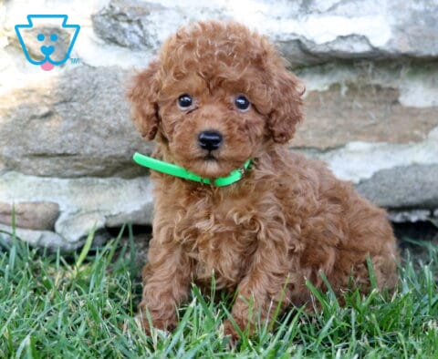 Domino Mini Poodle