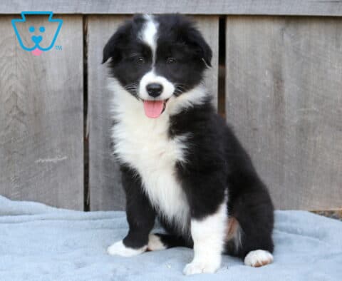 Dot Australian Shepherd