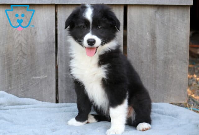 Dot Australian Shepherd image