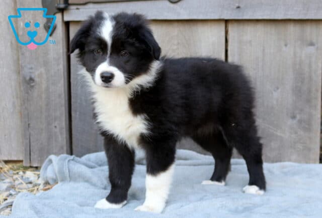 Dot Australian Shepherd2 image