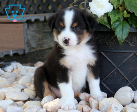 Drake Mini Aust Shepherd