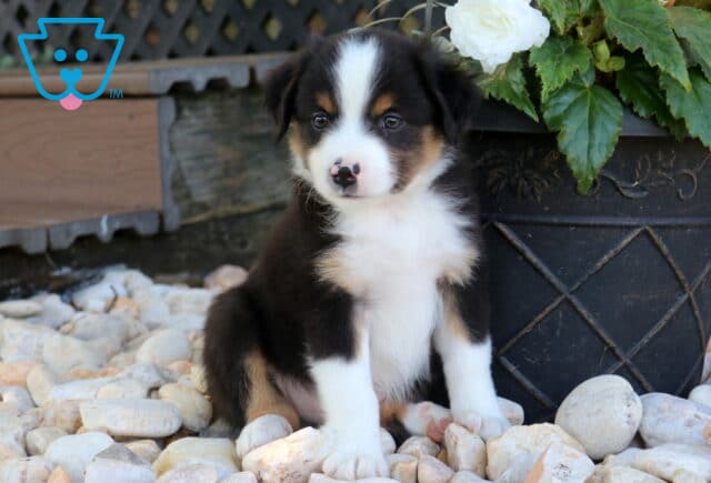 Drake Mini Aust Shepherd image