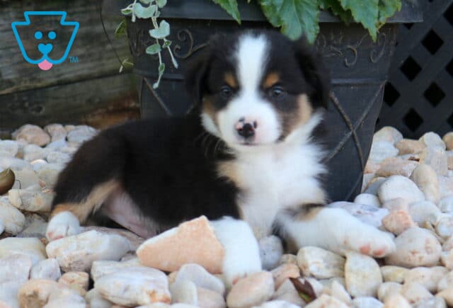 Drake Mini Aust Shepherd2 image