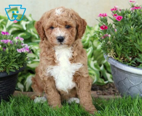 Drake Mini Goldendoodle