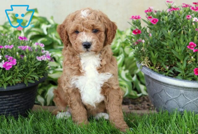 Drake Mini Goldendoodle image