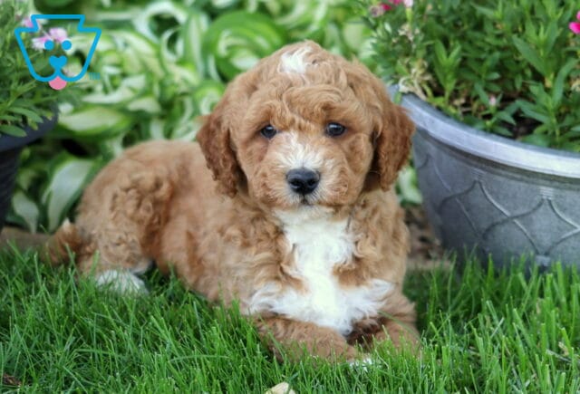 Drake Mini Goldendoodle2 image