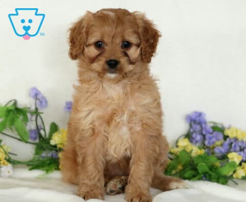 Dream Cavapoo