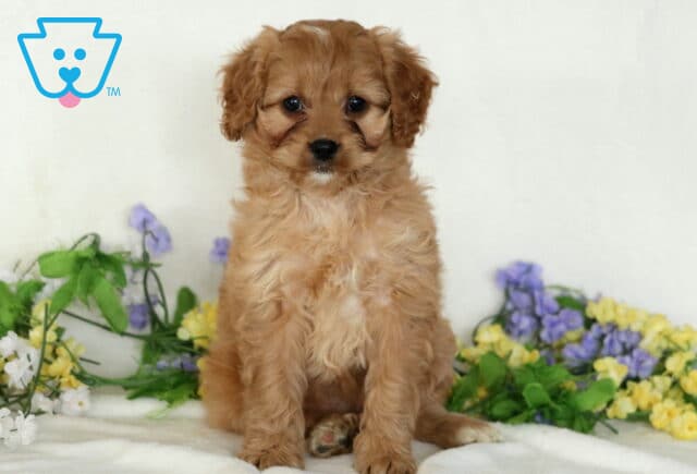 Dream Cavapoo image