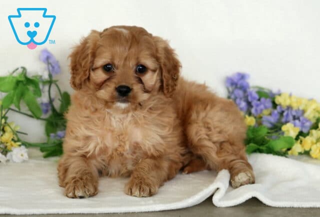 Dream Cavapoo2 image