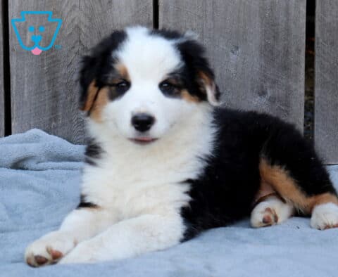 Dude Australian Shepherd