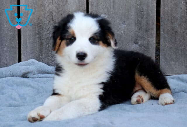 Dude Australian Shepherd image