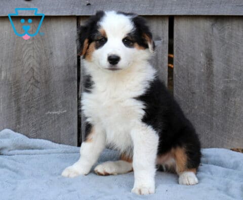 Fluffy tri-color Australian Shepherd puppy sitting on a soft blanket with bright markings and a rustic wooden fence backdrop outdoors