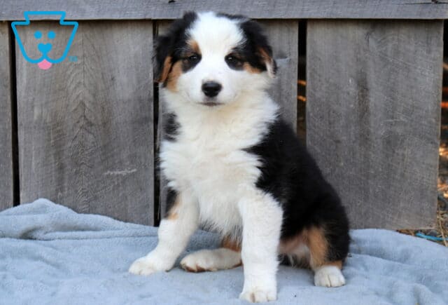 Dude Australian Shepherd2 image