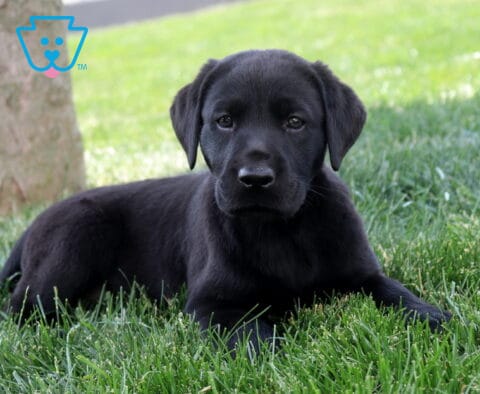 Duke Lab2