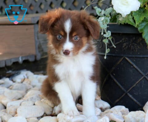 Duke Mini Aust Shepherd