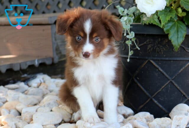 Duke Mini Aust Shepherd image