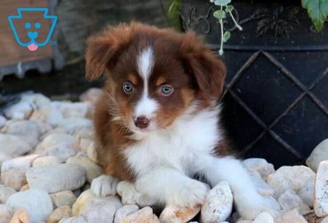 Duke Mini Aust Shepherd2 image