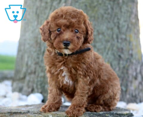 Dunkin Mini Poodle