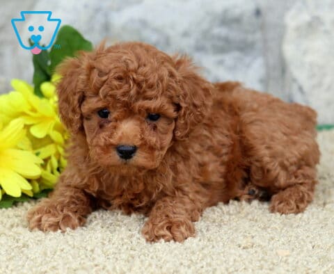 Emily Toy Poodle