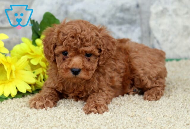 Emily Toy Poodle image
