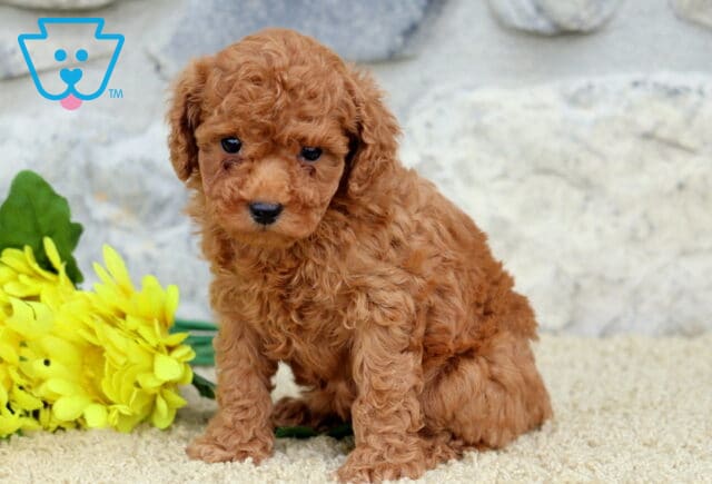Emily Toy Poodle2 image
