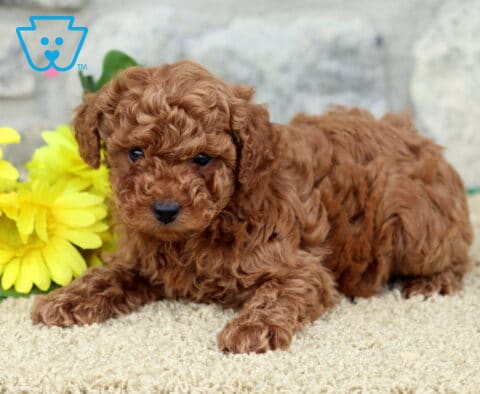 Eva Toy Poodle