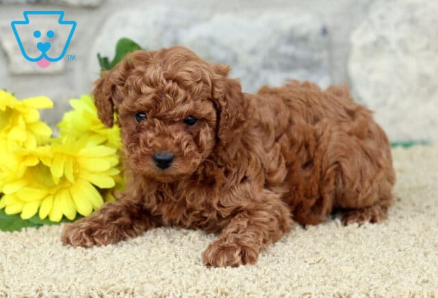 Eva Toy Poodle image