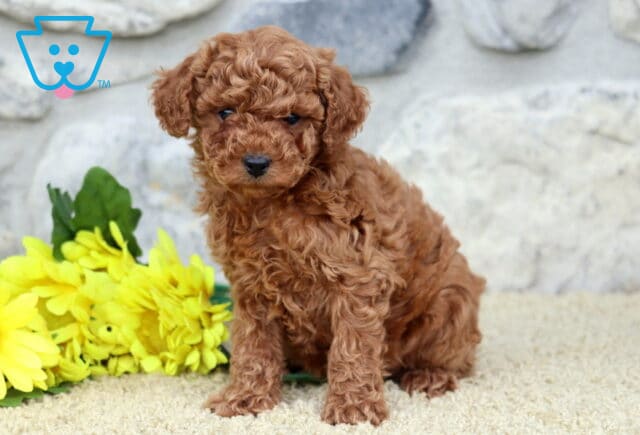 Eva Toy Poodle2 image