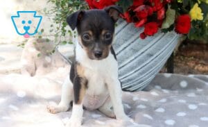 Fox Terrier Mix